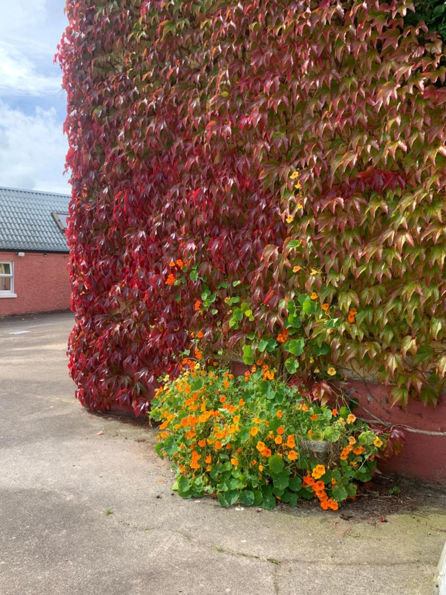 Wisteria Cottage Ballyconnell  Ngoại thất bức ảnh